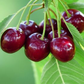 Cherry, Sam - Sweet Cherry (Prunus Prunus Sam), 7 gal