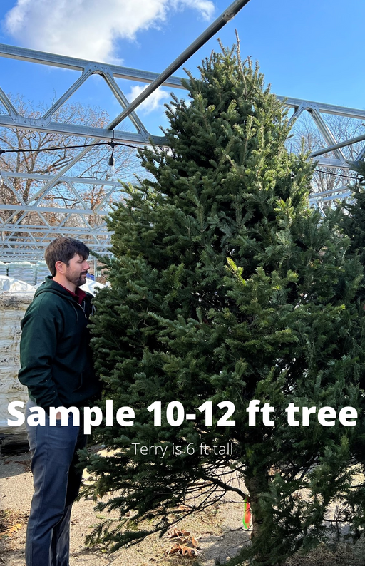 10-12 ft Balsam Fir Fresh Cut Christmas Tree