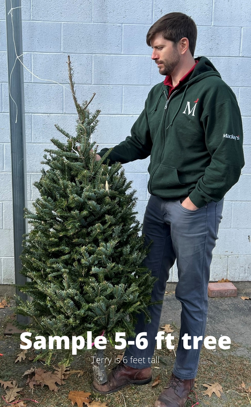 5-6 ft Balsam Fir Fresh Cut Christmas Tree