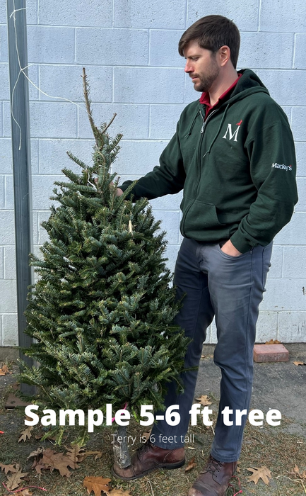5-6 ft Balsam Fir Fresh Cut Christmas Tree