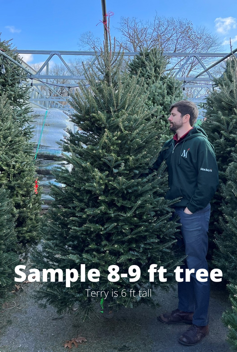 8-9 ft Balsam Fir Fresh Cut Christmas Tree