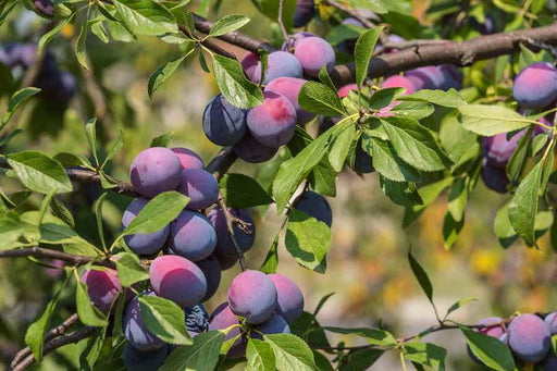 Plum, Santa Rosa (Prunus Santa Rosa) - Japanese Plum, 7 gal.