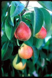 Pear, Summercrisp (Pyrus 'Summercrisp') - European Pear, 7 gal.