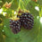 Blackberry, Triple Crown (Rubus 'Triple Crown'), 2 gal