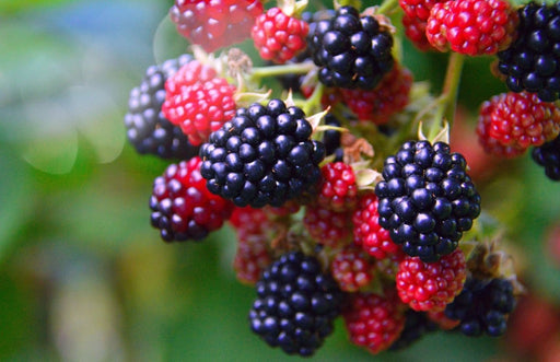 Blackberry, Rubus Prime Ark® Traveler Blackberry, 2 gal