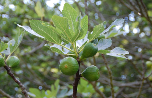 Fig, Italian Everbearing (Ficus), 3 gal