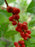 Holly, Winter Red Winterberry Holly