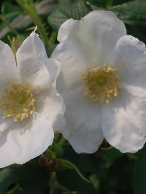 Rose, White Rugosa Rose