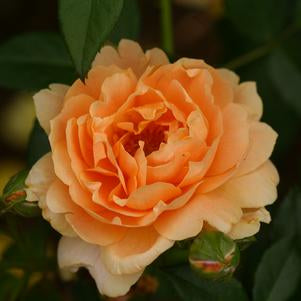 Rose, At Last Floribunda Rose