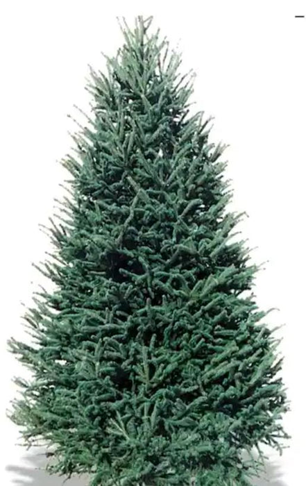 6-7 ft Balsam Fir Fresh Cut Christmas Tree