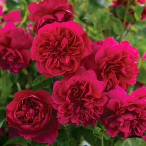 Rose, David Austin Thomas A Beckett Shrub Rose