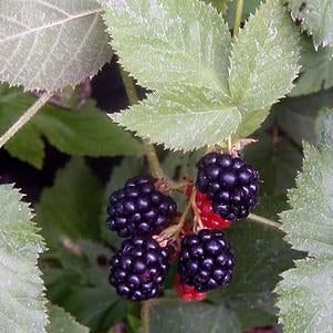 Blackberry, Black Satin Thornless (Rubus `Black Satin`), 2 gal