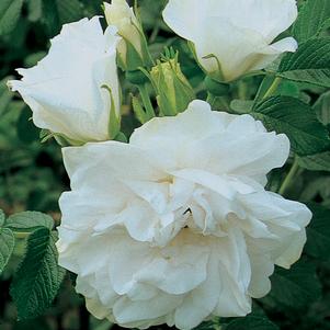 Rose, Blanc Double De Coubert Rose