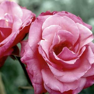 Rose, Grandma's Blessing Rose