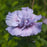 Hibiscus, Blue Chiffon® Rose of Sharon Hibiscus
