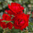 Rose, Brick House Floribunda Rose