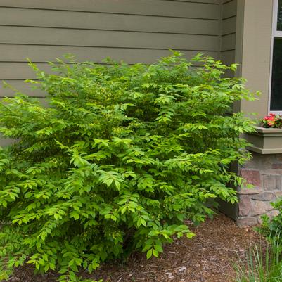 Euonymus, Dwarf Burning Bush