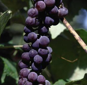 Grape, Canadice Seedless Red (Vitis Canadice Seedless), 2 gal.