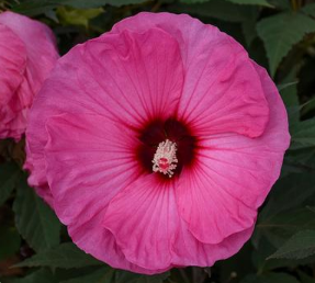 Hibiscus, Summerific® Candy Crush Rose Mallow