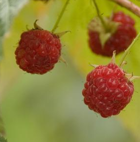 Raspberry, Caroline (Rubus Caroline), 2 gal