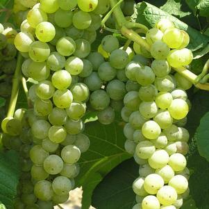 Grape, Cayuga White (Vitis 'Cayuga White'), 2 gal.