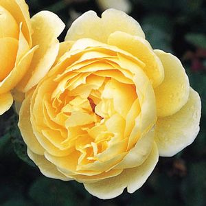Rose, David Austin Charlotte™® English Rose