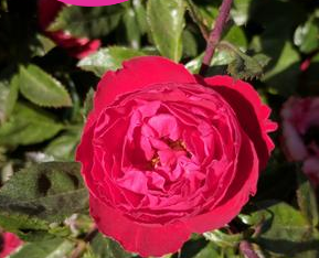Rose, Cherrytini Floribunda Rose