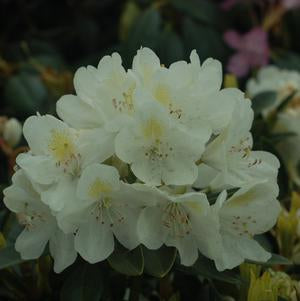 Rhododendron, Chionoides Rhododendron