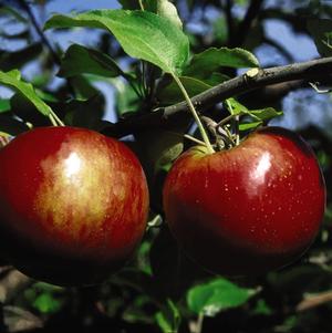 Apple, Cortland (Malus Cortland), 7 gal