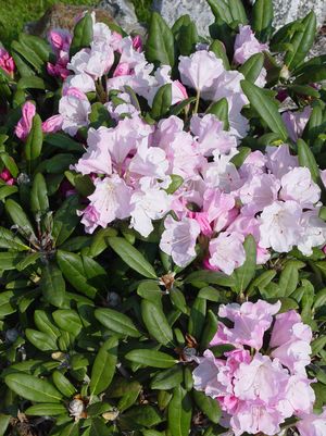 Rhododendron, Crete Rhododendron