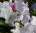 Rhododendron, White Cunningham Rhododendron