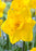 Bulbs, Daffodil, Narcissus Trumpet 'Dutch Master', Bag of 8 bulbs