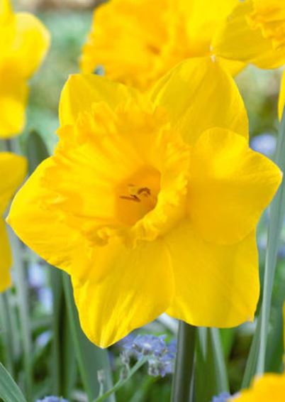 Bulbs, Daffodil, Narcissus Trumpet 'Dutch Master', Bag of 20 bulbs