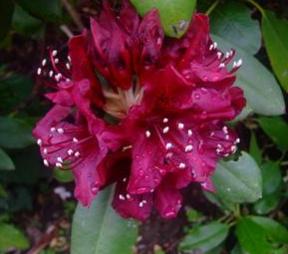Rhododendron, Dark Lord Rhododendron