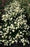 Snowberry, Magical® Avalanche Snowberry (Symphoricarpos doornsbosii)