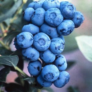 Blueberry, Duke Highbush (Vaccinium corymbosum Duke), 2 gal
