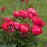 Rose, Oso Easy® Double Red Rose