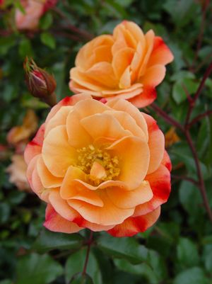 Rose, Flower Carpet Amber Rose