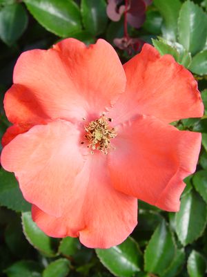 Rose, Flower Carpet Coral Rose