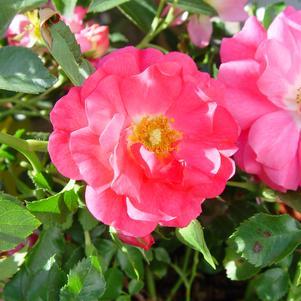 Rose, Flower Carpet Pink Rose