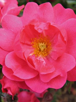 Rose, Flower Carpet Pink Supreme Rose