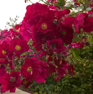 Rose, Flower Carpet Red Rose
