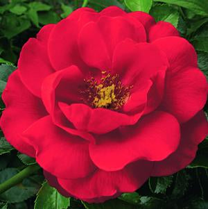 Rose, Flower Carpet Scarlet Rose