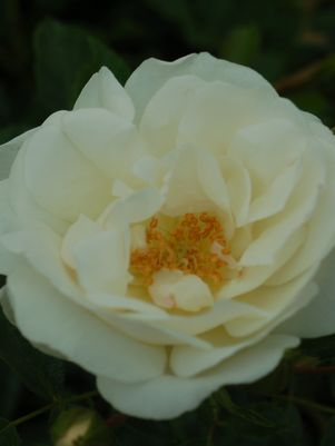 Rose, Flower Carpet White Groundcover Rose