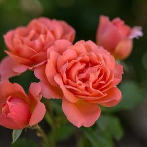 Rose, Sweet Fragrance Hybrid Tea Rose