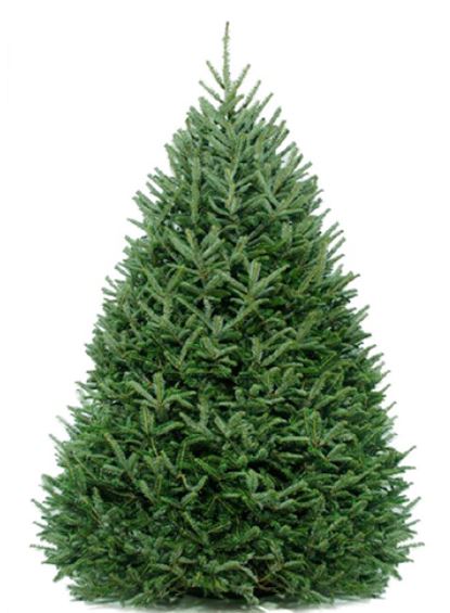 7-8 ft Fraser Fir Fresh Cut Christmas Tree