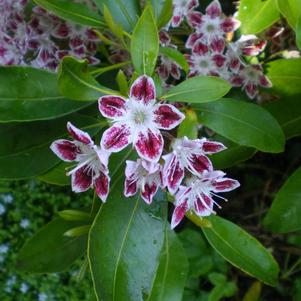 Mountain Laurel, Galaxy Mountain Laurel