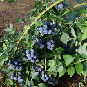 Blueberry, Berries Galore Highbush (Vaccinium corymbosum Berries Galore), 3 gal