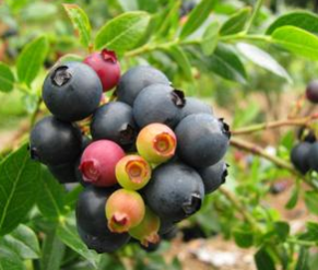Blueberry, BerryBux (Blueberry Glaze) (Vaccinium X BerryBux) - Half Highbush, 2 gal