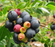 Blueberry, BerryBux (Blueberry Glaze) (Vaccinium X BerryBux) - Half Highbush, 2 gal